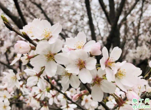 平坝樱花园在哪里 安顺平坝樱花园怎么去5