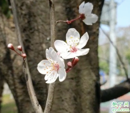 武大樱花直播什么时候开始 武大樱花直播在哪看4