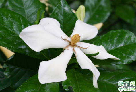 栀子花是常年开花吗 ​养栀子花需要注意什么2