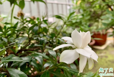 栀子花是常年开花吗 ​养栀子花需要注意什么3