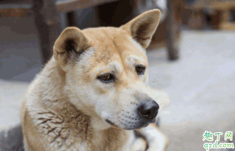 狗能吃骨头嘛 给狗狗吃哪种骨头好1