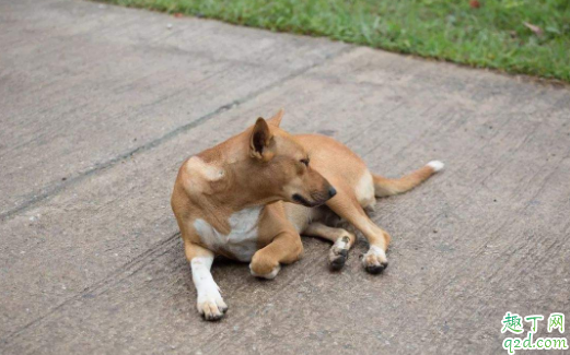 生了小狗的母狗可以吃什么 母狗多久做绝育手术好1