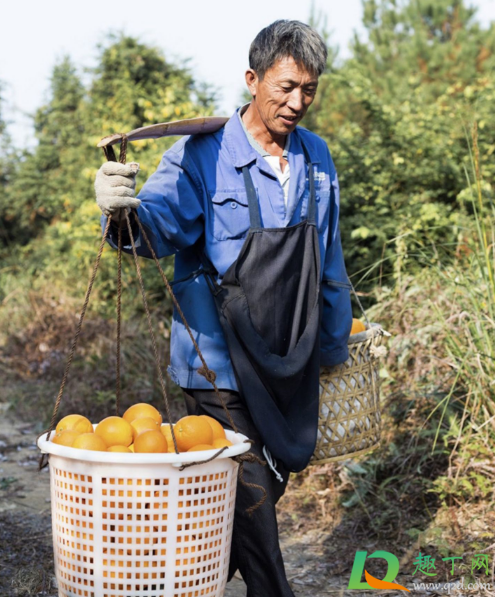 今年赣南脐橙节在什么时候3