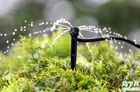 茶水可以浇花草吗 茶水浇什么花好1