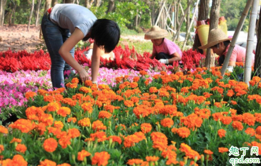 种的花里面有蚂蚁怎么办 花盆招蚂蚁怎么办1