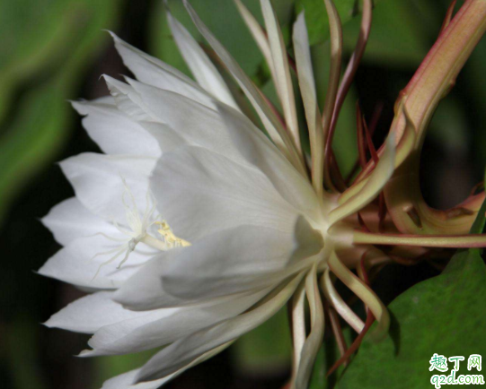 盆栽昙花怎么栽培 刚买来的昙花苗应该怎么种1