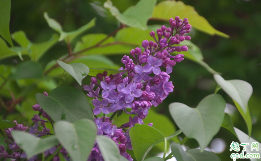 丁香花容易养活吗 丁香花花期如何进行养护1