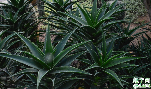 芦荟变成红色正常吗 芦荟变成红色怎么办 1