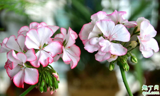 变硬的土还能再种花吗 花盆里的泥土太硬怎么处理              1