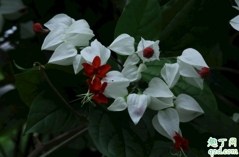 龙吐珠只开花一次吗  龙吐珠怎么养花开的旺盛3