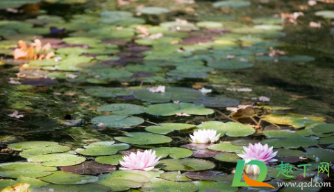 睡莲根能全部没在水中吗2