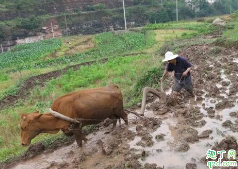 龙不抬头天不下雨什么意思 二月二龙抬头下雨有什么说法2