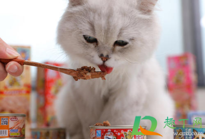 猫除了猫罐头什么都不吃怎么办2