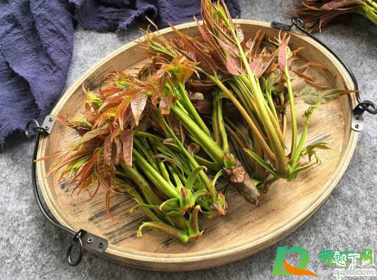 香椿芽可以种植么 如何栽种香椿芽菜1