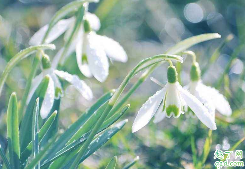 雪花莲老烂根是怎么回事 雪花莲烂根后怎么救活2