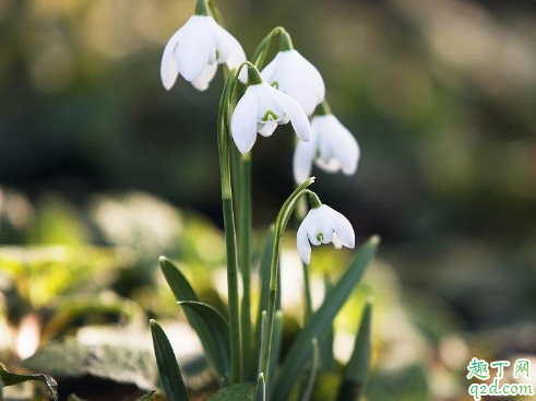 雪花莲老烂根是怎么回事 雪花莲烂根后怎么救活3