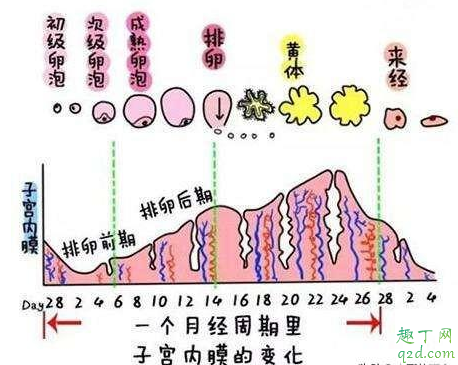 备孕有必要查黄体功能吗 备孕查黄体功能最佳时间3