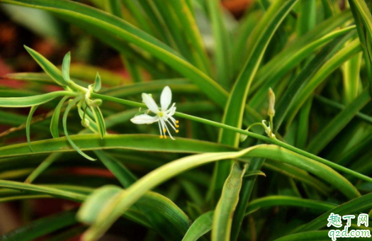 怎么移植吊兰 吊兰水培后怎样土栽培1