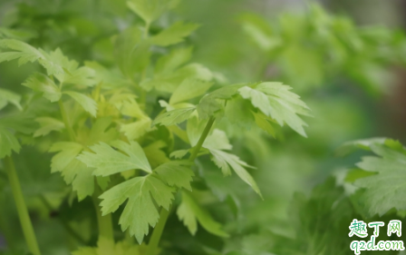 常吃芹菜能变瘦不 吃芹菜对身体有哪些好处2