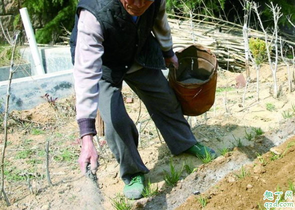 种地为什么撒草木灰 生姜种植怎么施草木灰1