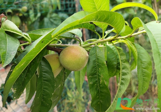 毛桃种子需要破壳种植吗2