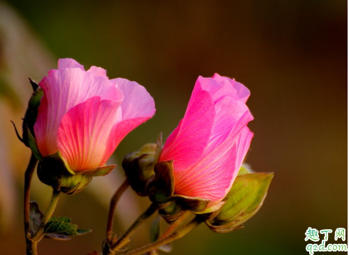 芙蓉花好养活吗 芙蓉花养护时需注意什么1