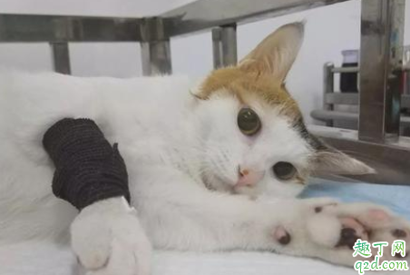 猫咪的鼻支会死吗 猫鼻支能完全治好吗2