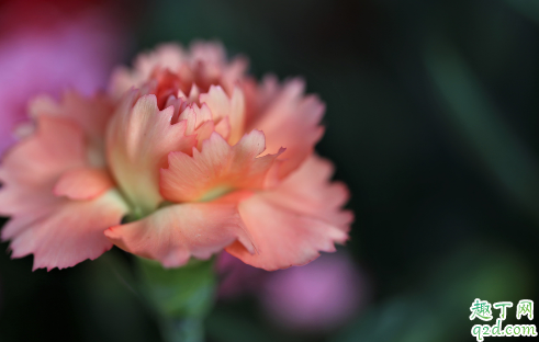 康乃馨是什么季节的花 康乃馨一年花开几次2