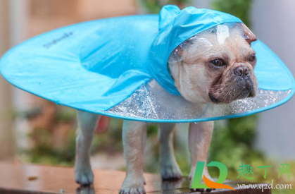 狗为什么一淋雨就很臭3