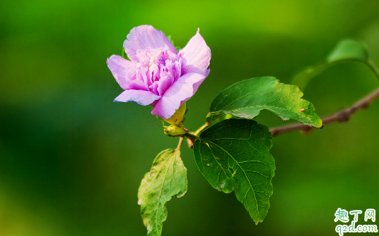 木槿花开完花后需摘心吗 木槿花啥时候摘心合适1