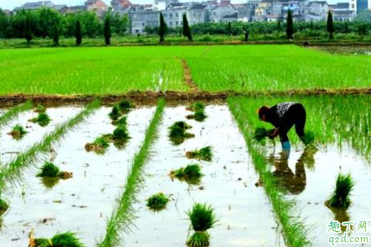 2021芒种是农历几月几日 2021年芒种后九天是什么时候4