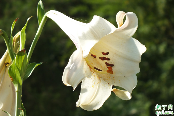 百合花花苞发黄是咋回事 百合花花苞变黄怎么补救1