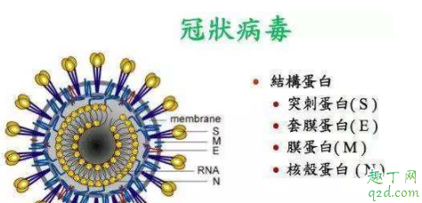 新型冠状病毒多久会发病 新型冠状病毒非典型症状有什么2