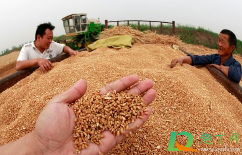 为什么重提节约粮食3