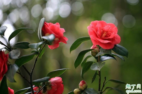 山茶花在家里养行吗 山茶花日常如何养护长得好