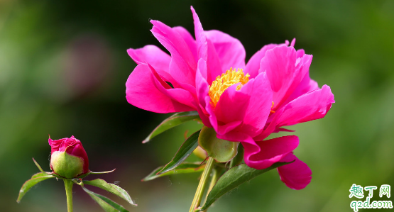 芍药烂根是咋回事 芍药烂根怎么救好1