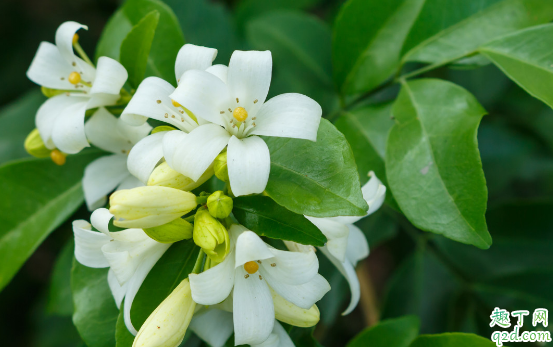 茉莉花叶子发黄是咋回事 家养的茉莉花叶片发黄怎么办1