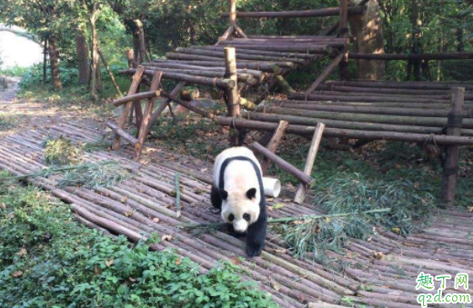 成都熊猫基地可以抱熊猫吗 熊猫基地几点去比较好2