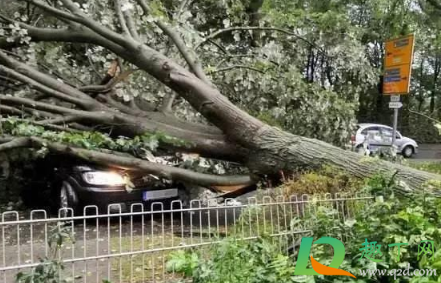 台风天车被树砸了保险赔吗2