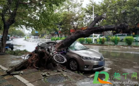 台风天车被树砸了保险赔吗3