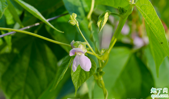 秋芸豆何时能够种植 种植秋芸豆要注意什么1