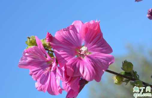 芙蓉花为什么开花会蔫 芙蓉花花蔫怎么补救3