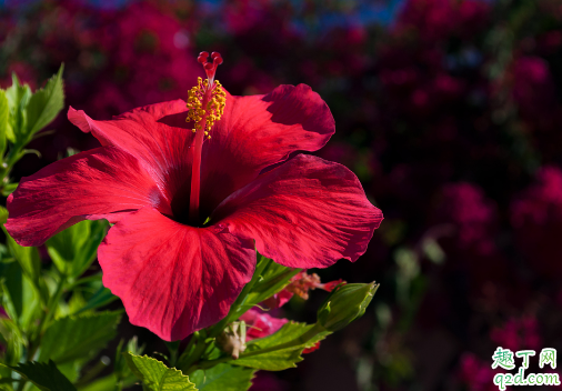 芙蓉花为什么开花会蔫 芙蓉花花蔫怎么补救4