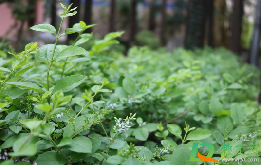 植物叶片上的尘土应不应该清理2