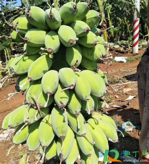 苹果蕉怎么样才是熟了2