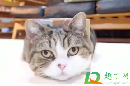 猫咪黑下巴用什么洗3