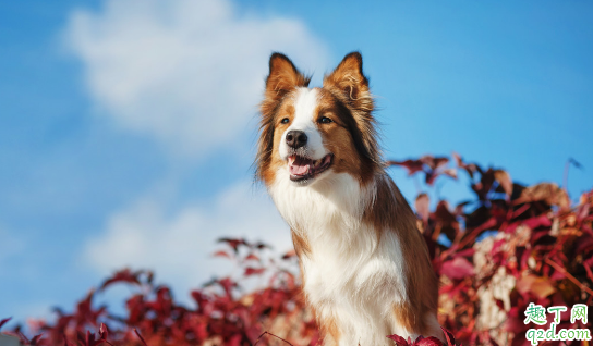 牧羊犬幼犬能吃生鱼吗 幼犬吃生鱼注意事项1