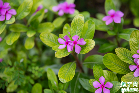 长春花可以在家中种植吗 长春花播种发芽后能晒太阳吗3