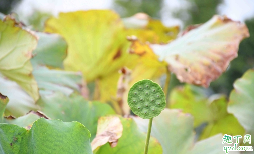 莲蓬什么季节吃的 莲蓬一次吃多少合适2