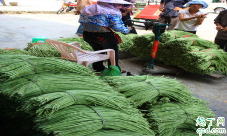 豇豆耐不耐冻 豇豆种植如何防止倒春寒 4